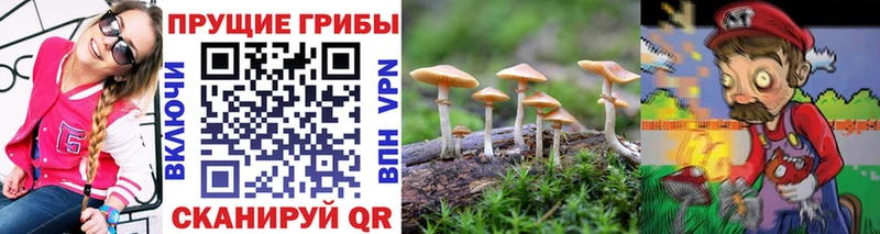 цена наркотик  Моршанск  Псилоцибиновые грибы Psilocybine cubensis 